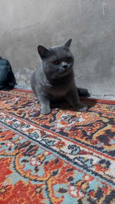 Scottish fold sotiladi Скоттиш Фолд