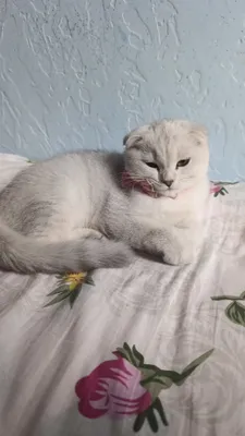 мушук скотш фолд, 6 ойлик