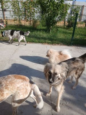 Собака бесплатно