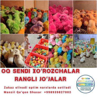 Oq va Rangli Joʻjalar zakaz qabul qilamiz