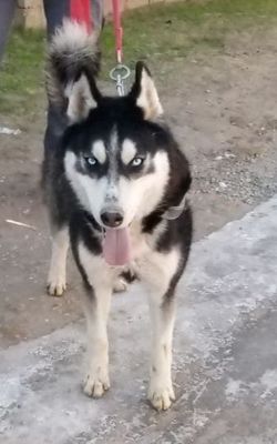 Haski oʻgʻil bola