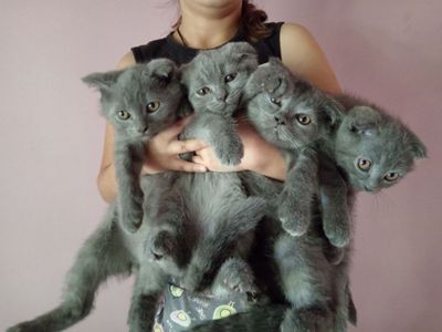 Срочно! Скоттиш фолд Вислоухие