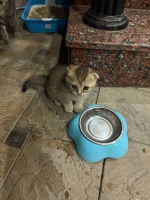 котята вислоухие