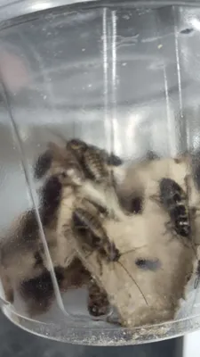 Сверчки корм для пауков .