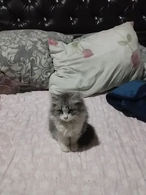 мушуг сотлади