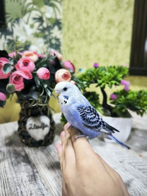 Ручные волнистые попугайчики