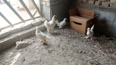 Tovuqlar sotiladi yaponcha