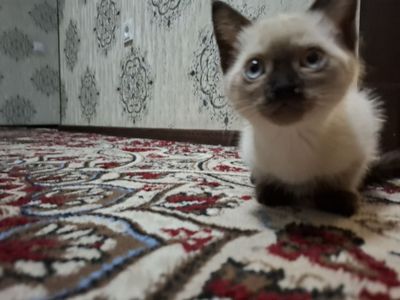 Mushuk juda sho'x qarashga vaqt bolmayabdi