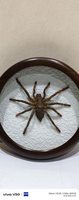 Паук Птицеед натуральный . В рамке из ореха.