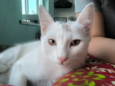 Котик