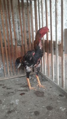 Dakang xoroz sotiladi.