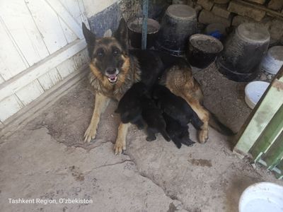 Kuchuk sotiladi afcharka