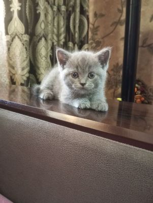 Скотиш фолд страйт