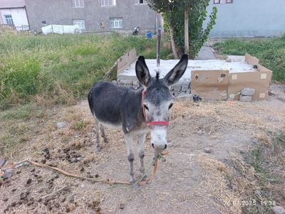 Eshak sotiladi yoshi 5 yosh atrofida Aravaga yuradi yaniy uchadi .Erka