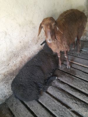 куй кучкор сотилади