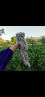 Продается кошка в добрые руки
