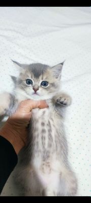 Придётся котёнок страи́т девочка срочно