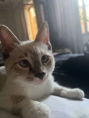 продается сиямский котик