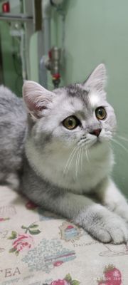 Котёнок скотиш страйт