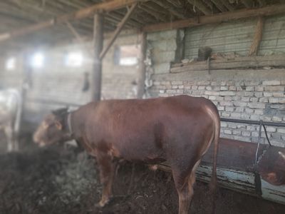 Buqa sotiladi sòyishga naxtga