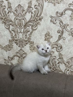 Серебристий шотладская вислоухая