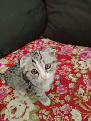 Ута зотли мушукча