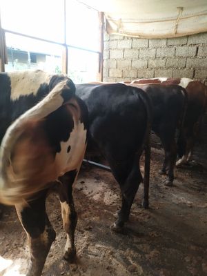 3 ta semmiz buqa bor soysayam boladi yana boqsayam boladi.