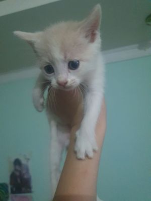 Продаются котята породы Скоттиш страйт