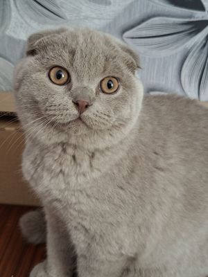 Шотландские скоттиш страйт и скоттиш фолд
