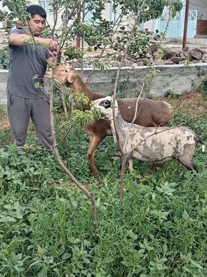 RAMANOV qo'ylari