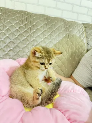 Золатая шиншилла боласи сотилади 2 ярим ойлик