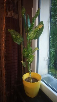 Комнатный цветок