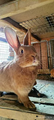 Бургундские кролики от европейских производителей. Куён /Қуён / Quyon