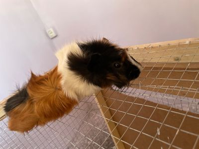 Продаю морских свинок