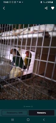 Ажралмас номли ту'ти к,ушлар сотилади