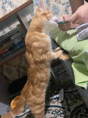 viyaska uchun beramiz 1 haftaga yoki 4 kunga