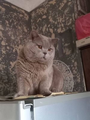 Liloviy Britan Mujik Vyazkaga optniy