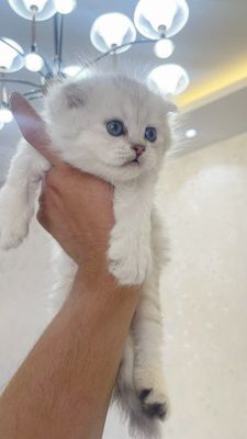 Продаётся девочка серебристая шиншилла
