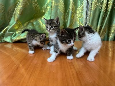 Отдам даром котят в хорошие руки
