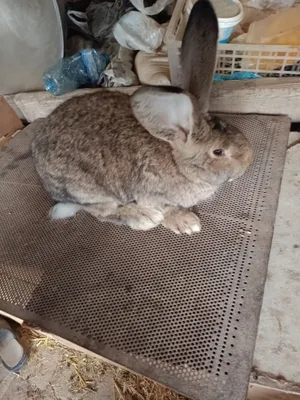 Salom flandir quyonlar sotiladi