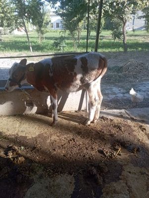 Toza smental narxi 14 mln 7 oylik g'onajil yeb ichishi yaxshi ogan oda