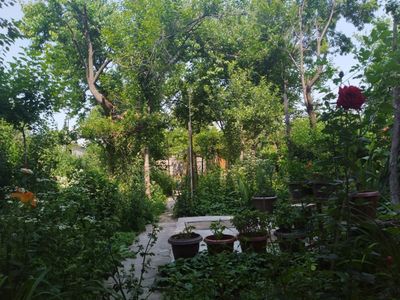 Передержка мелких собак на зелёном участке, 100.000 за сутки