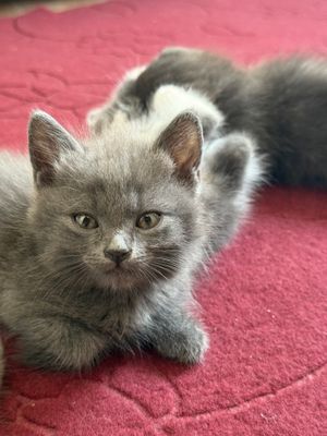 Продам котят 2 месяцев девочки латок знают