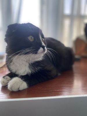 Scottish Fold toza paroda