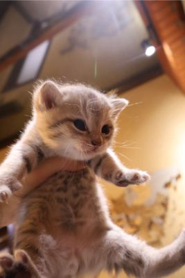 Продается милый британский котенок