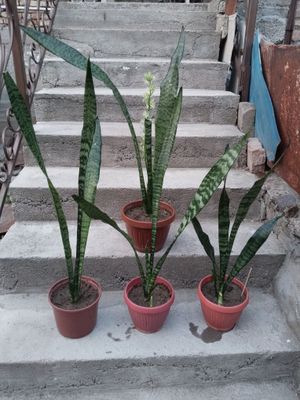 Продаются цветки Сансевьера