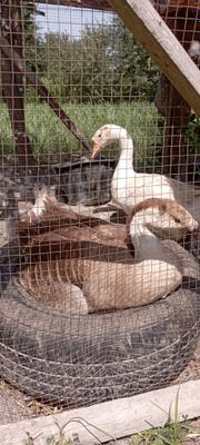 Gʻoz gʻozlar gʻoz