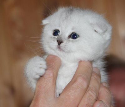 Продаётся чистокровный шотландский котёнок мальчик
