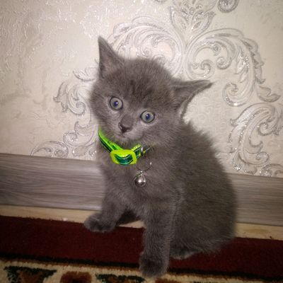 Британский котенок