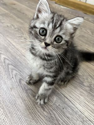 Срочно!!! Продается самый милый котенок